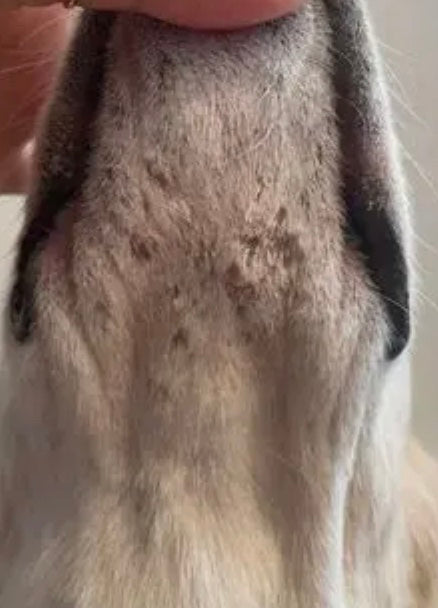 Pelle guarita dopo il trattamento