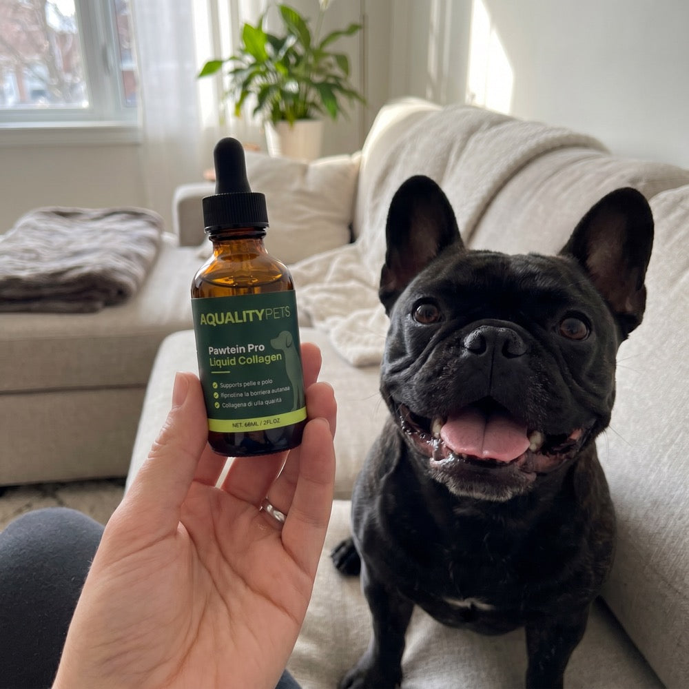 Proprietario con il suo bulldog francese e Pawtein