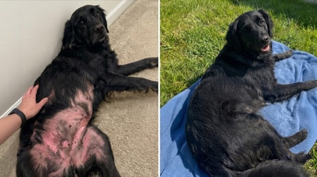 Bella: prima e dopo