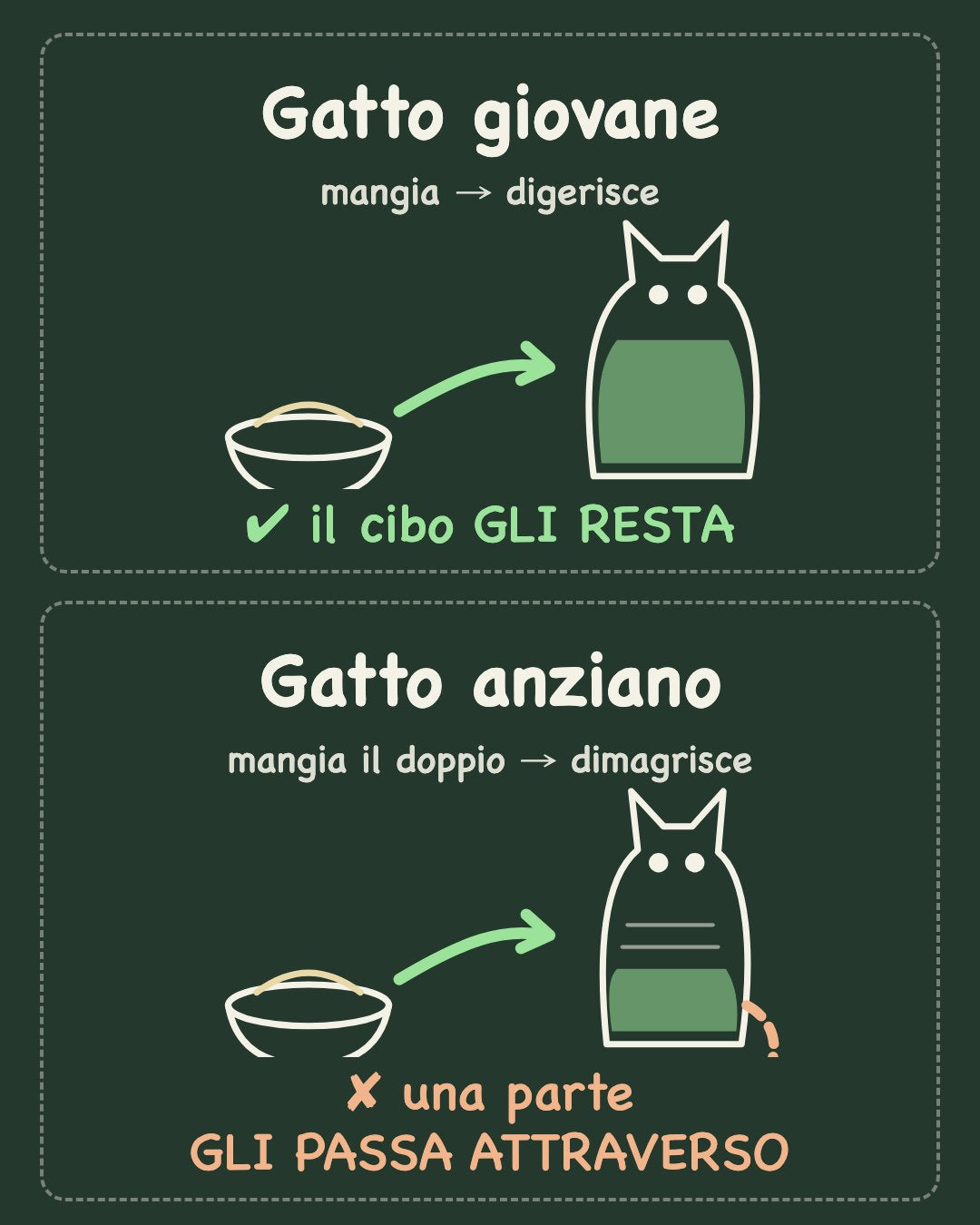 Gatto giovane: il cibo gli resta. Gatto anziano: una parte gli passa attraverso