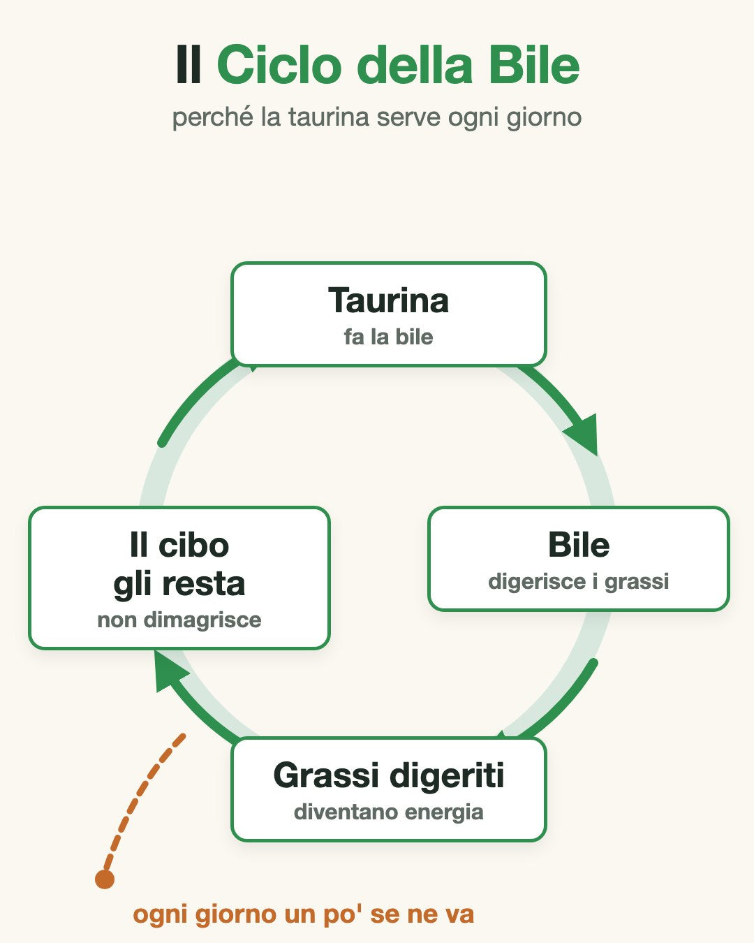 Il Ciclo della Bile