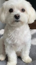 Pelo bianco sano e ricresciuto dopo